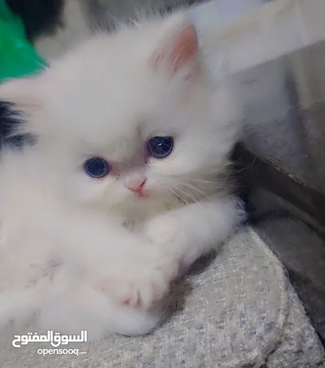 Available kittens for sale high quality breed Cats (Silver British breed & Scottish straight breed.)
