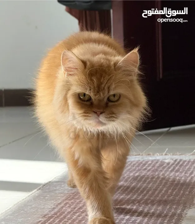 قطط شيرازي للبيع الام و انثا و ذكر صغار عمر شهر وشوي عمر الام سنه
