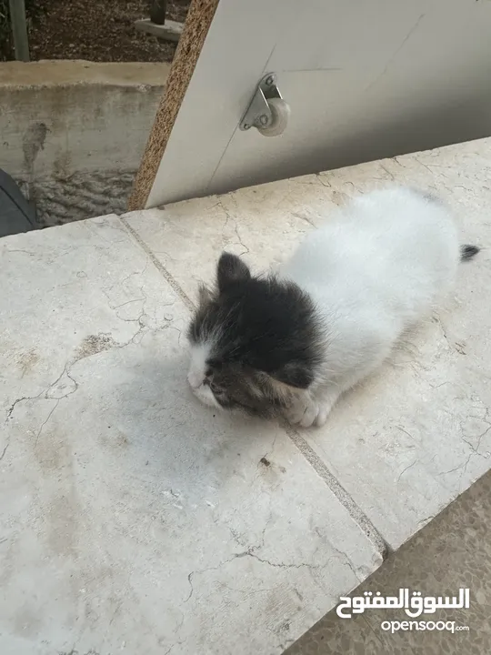 قطط ل البيع