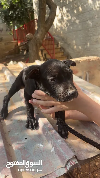 بيتبول بلاك نوز جروتين pitbull black nose puppies