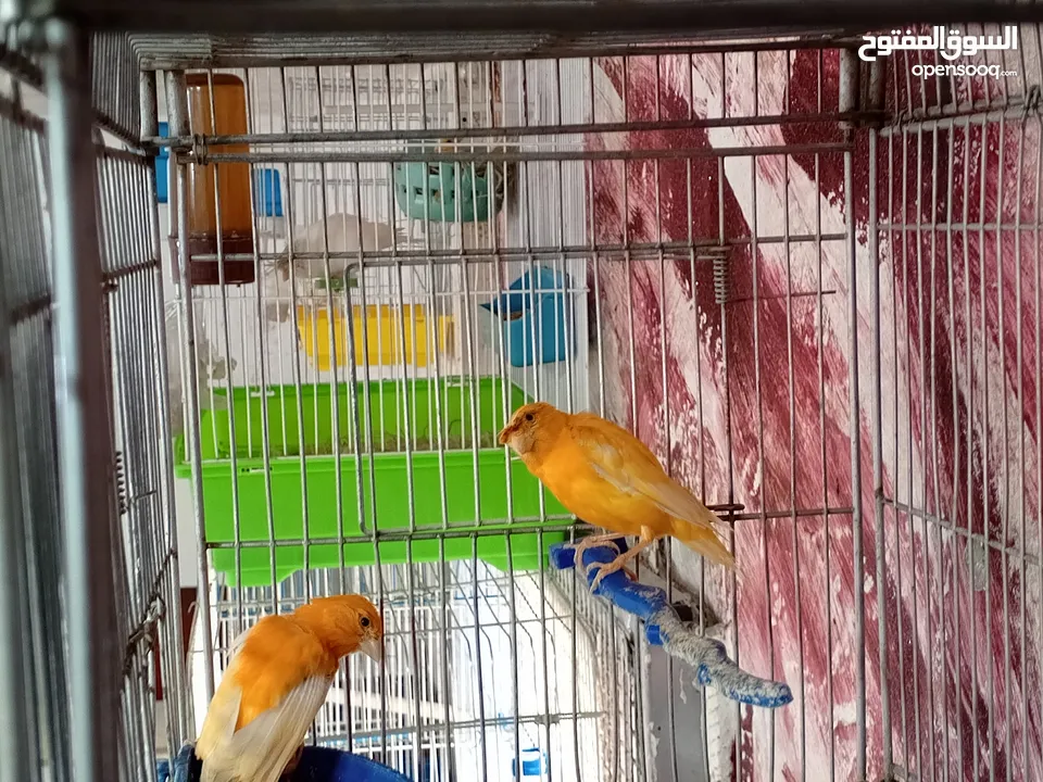 جوز كنار احمر