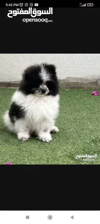 Pomeranian Puppy For Sale T-cup