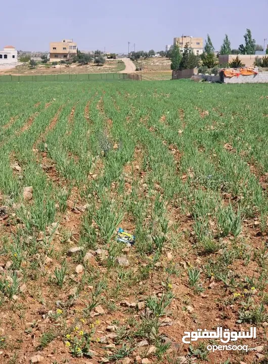 ارض للبيع رحاب طريق الزرقاء اربد جسر رحاب