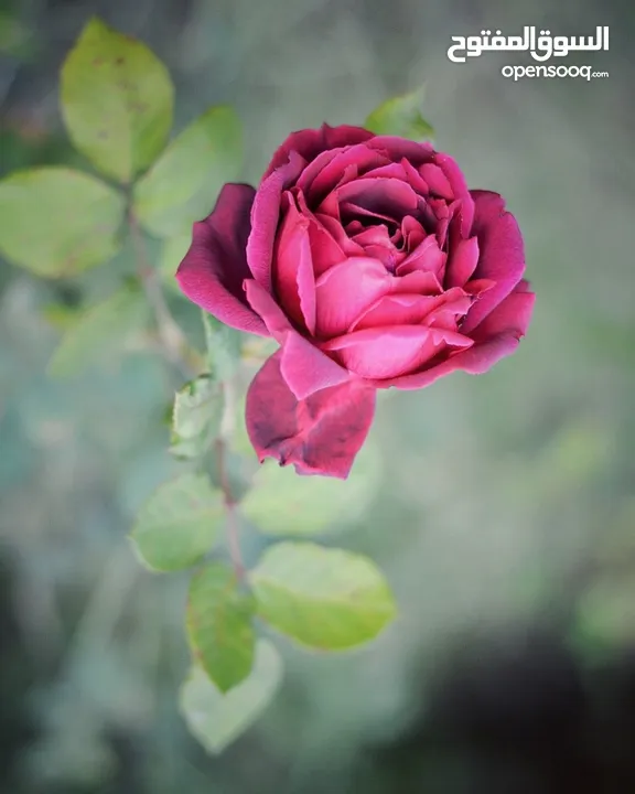 كاميرا نيكون d5200 nikon مع عدسة  nikkor 50mm