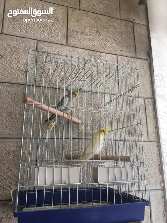 ببغاء كوكتيل اليف