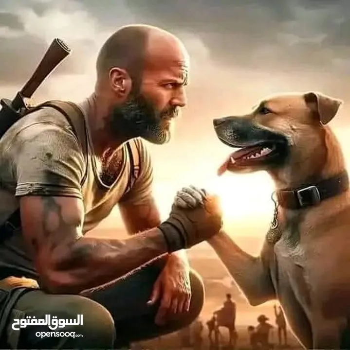 كلب جيرمن شرس حراسه ضخم يوجد فيديو للكلب