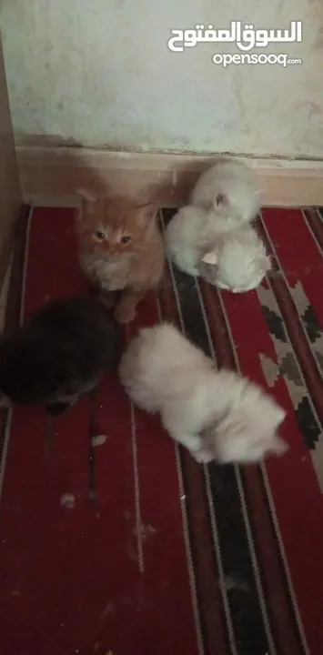 اربع قطط صغار مع الام . شيرازي للبيع