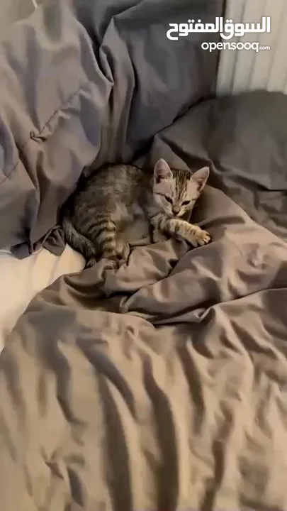 قط للتبني بريتيش شورت هير
