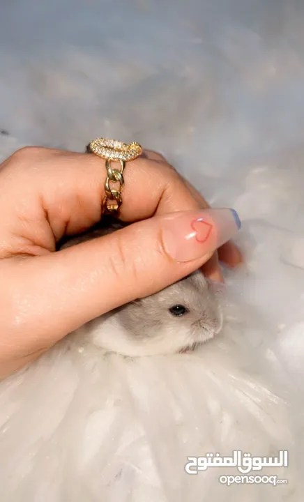 Baby Hamster female one month,7days