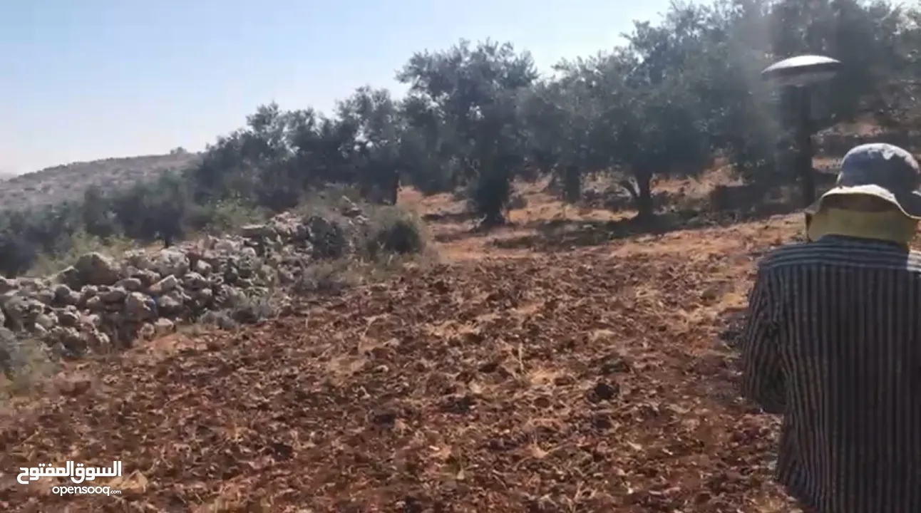 أرض للبيع جميلة ومليئة بأشجار الزيتون