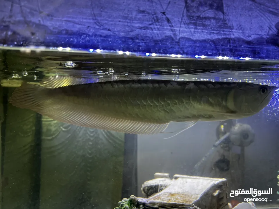 Arowana Asian Red Tail Silver