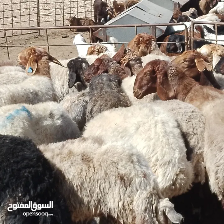 صباحي جديان خرفان نعاج وثنايا نخب النخب