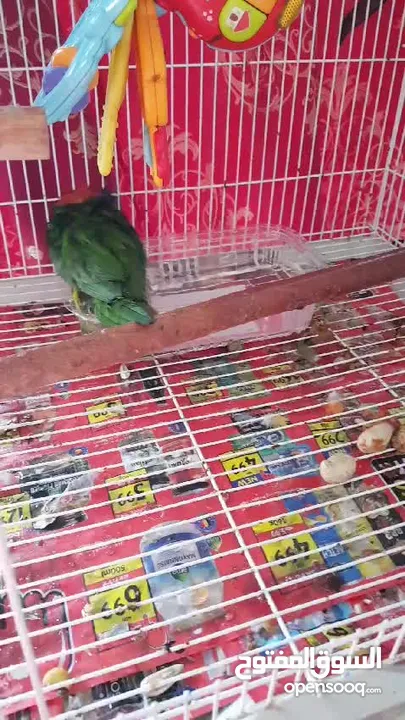 Parrot Rainbow Lorikeet 2 yrs old/tamed