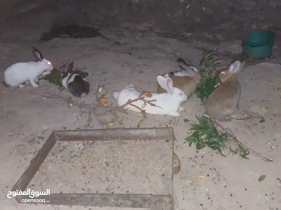 خمس اناثي وذكر شغالات للبيع  بسعر مناسب