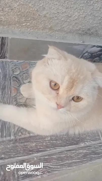 قطط سكوتش فولد للبيع اقرأ الوصف