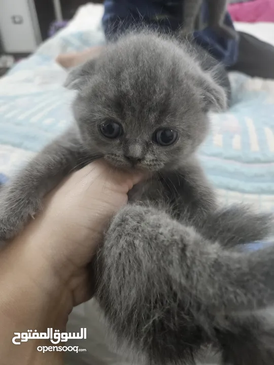 Scottish fold males and females are available for reservation