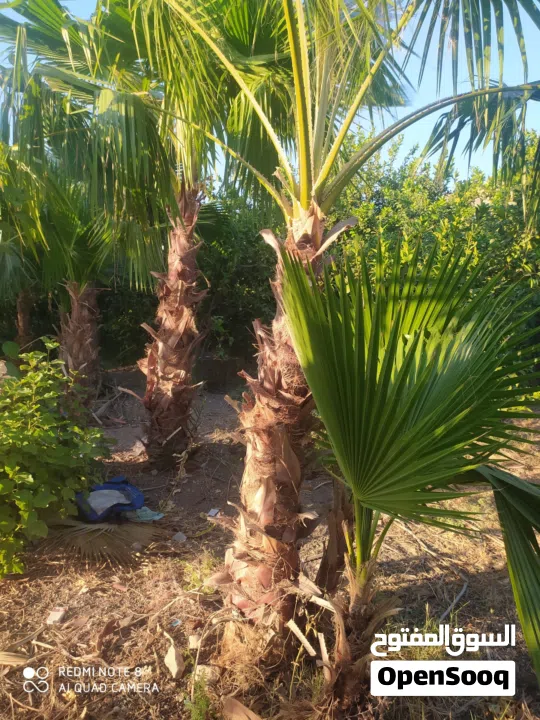 اشجار زينه واشنطونيا : مشاريع استثمارية مستعمل : الغور أخرى (223672982)