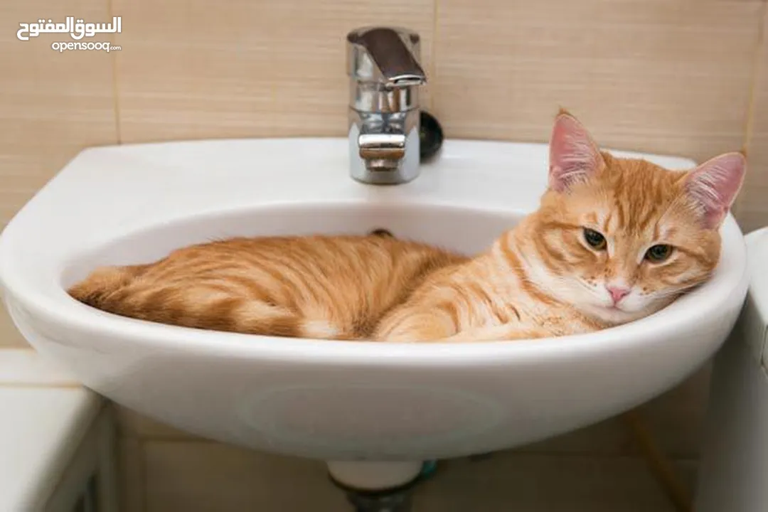 حمام قطتك او كلابك داخل المنزل