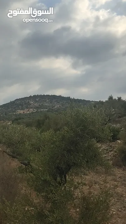 قطعة ارض حوض شعب سنان