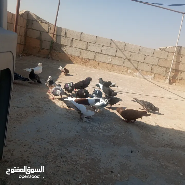 حمام كوم للبيع