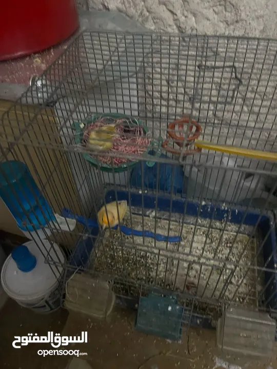جوز كنار شغال مية بالمية