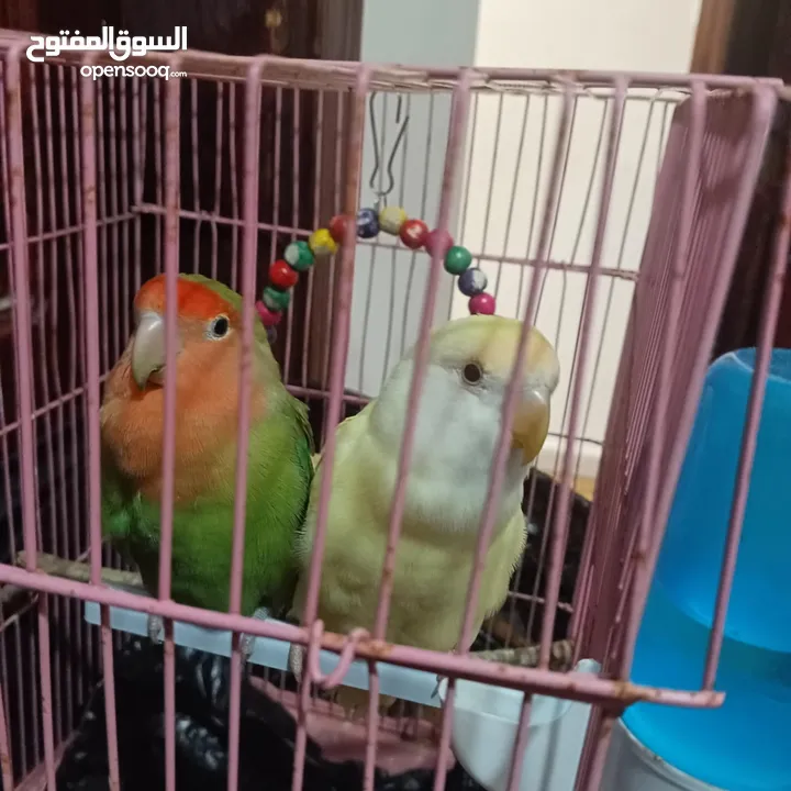 كوم روز للبيع او البدل