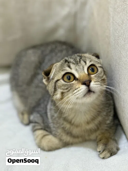 Scottish fold kitten yara