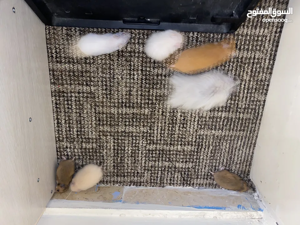 hamster هامستر للبيع عدد 7
