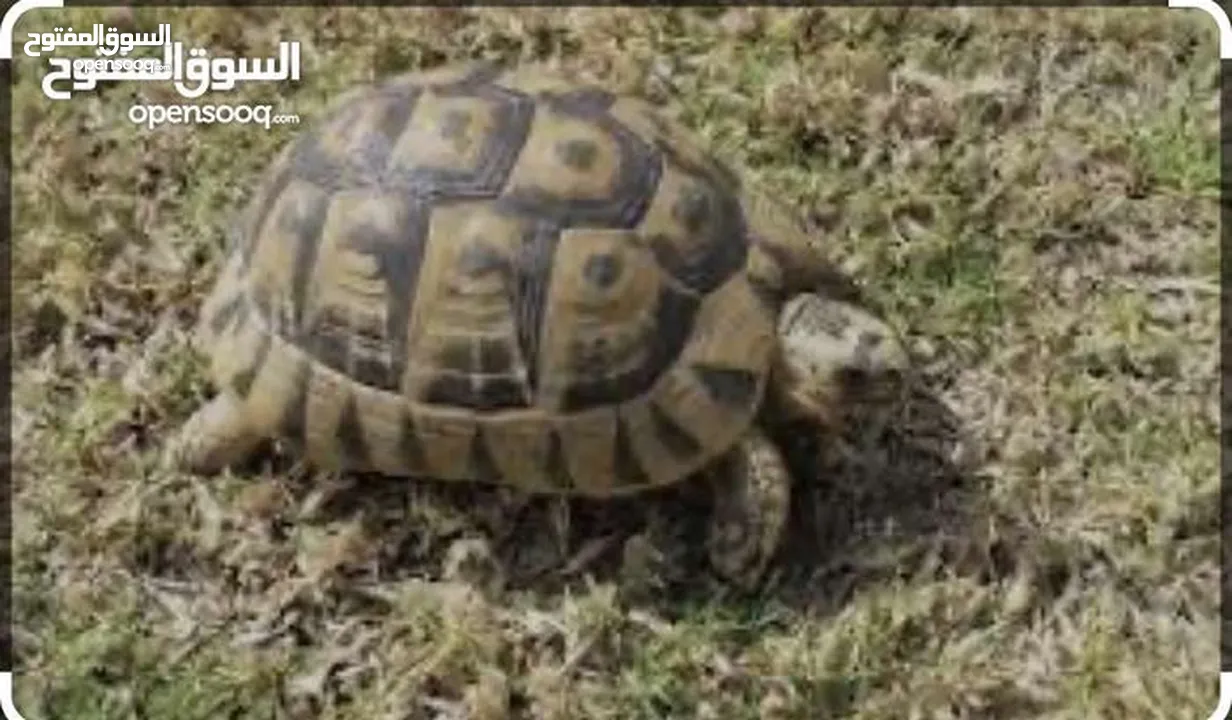 سلاحف للبيع العدد 9حبات   الحبه الموقع سحاب القرب من دوار الشهيد ااااااااااااااااااااااااااااااااااا