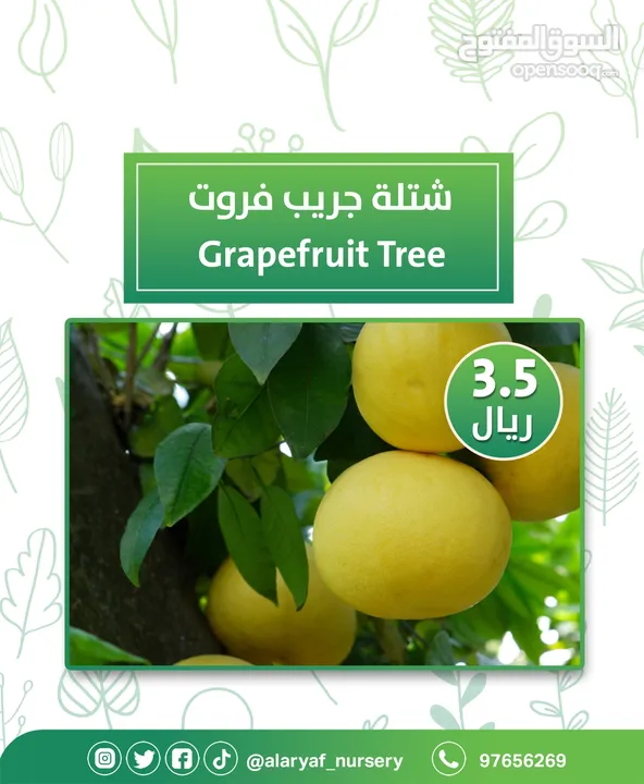 شتلات وأشجار البرتقال والحمضيات من مشتل الأرياف  أسعار منافسة نارنگی /  میندر کا درخت orange tree