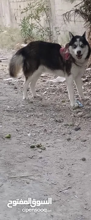 كلب هاسكي حلو ومرتب