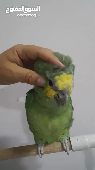 ما شاء الله  ببغاء اورنج وينج امزوني مع قفص كبير