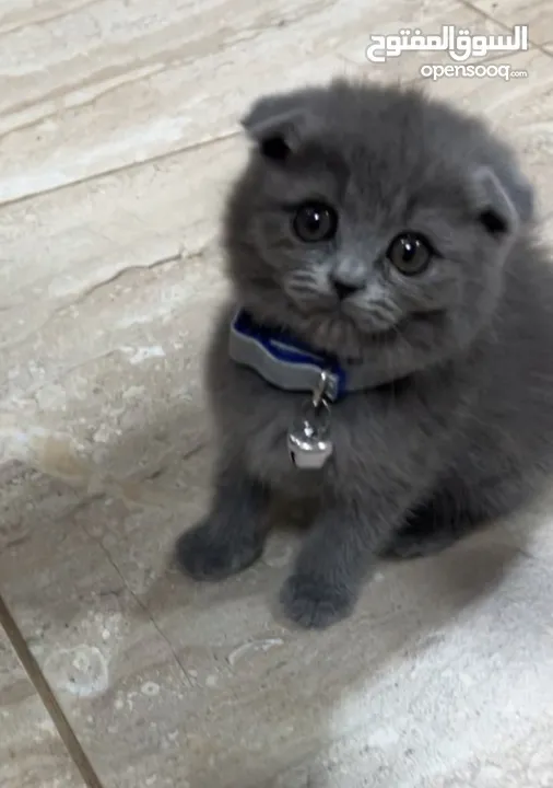 Scottish fold