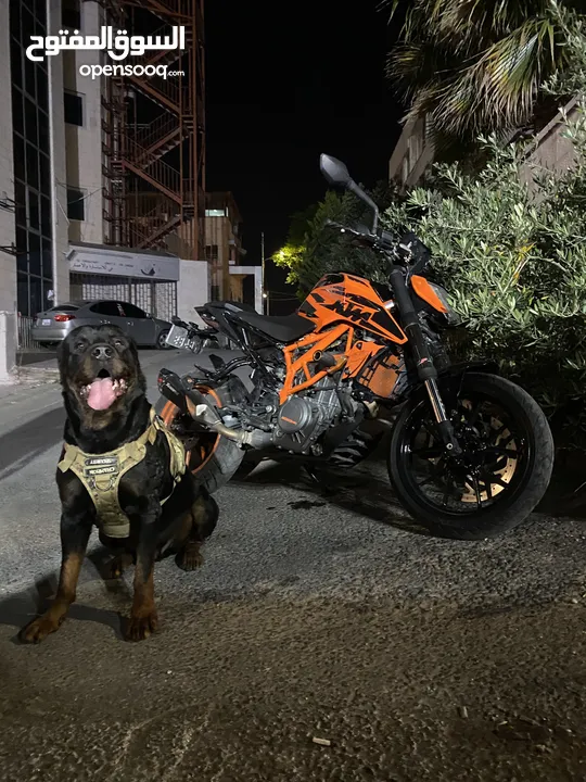 Ktm Duke390