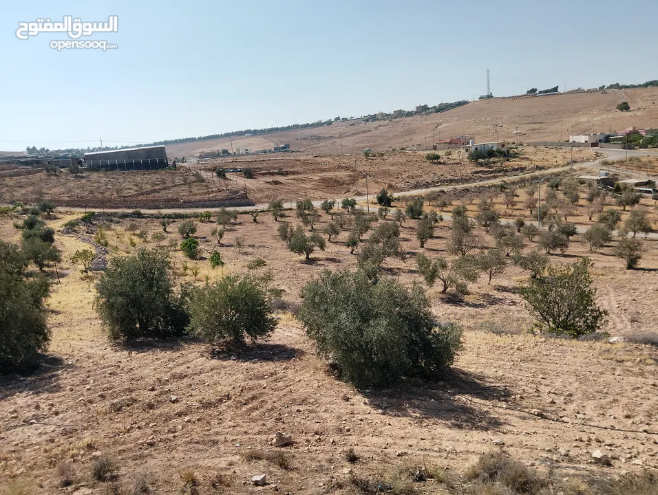 لقطة ؛ أرض زراعية مع غرفة على حدود الطفيلة والكرك ، تصلح للاستثمار كمزرعة سياحية أو منتجع سياحي
