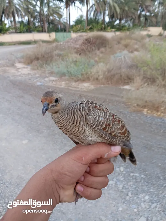 صفرد للبديل ببغاء دره خضراء