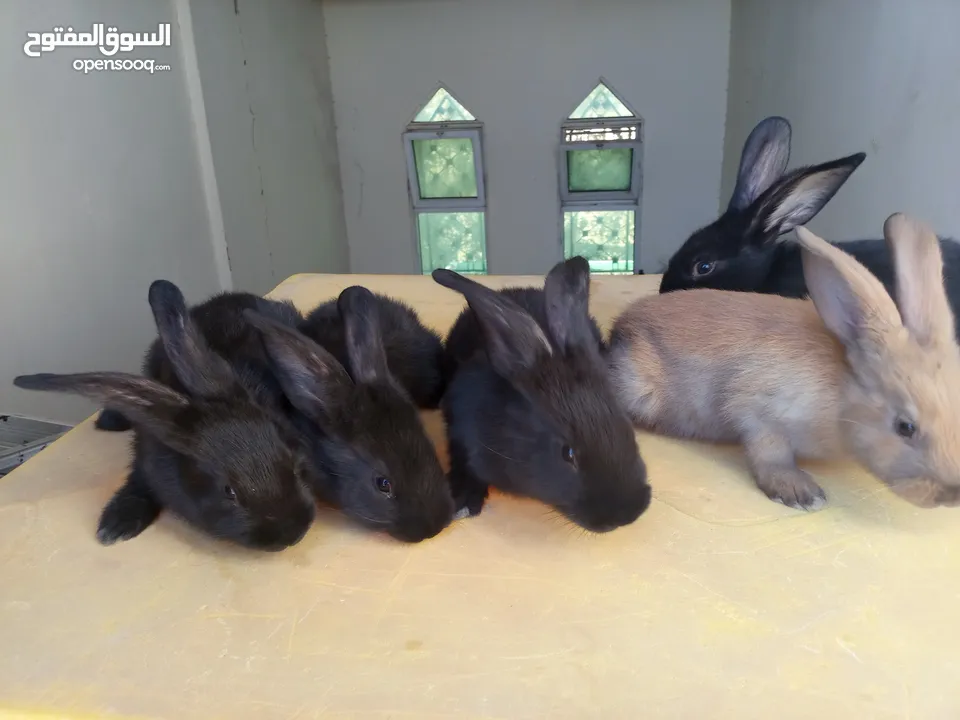 ارانب بابيون