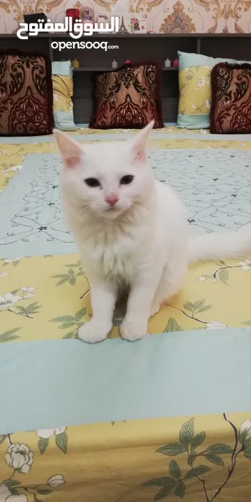 Persian cat female