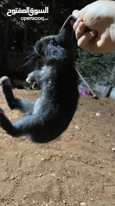أرانب كلهم فرنسي و في جاجة