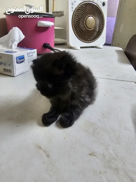 Adorable British Shorthair Kittens Looking for Their Forever Homes – Ready to Join Your Family