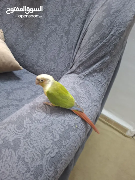 ببغاء كونيور طفرة بينابيل