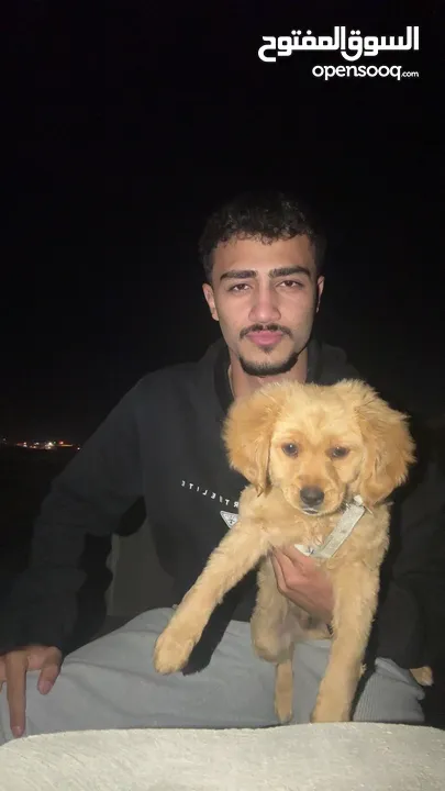 كلب فرنسي لعوب منزلي عمره 3 اشهر مآخذ جميع المطاعيم