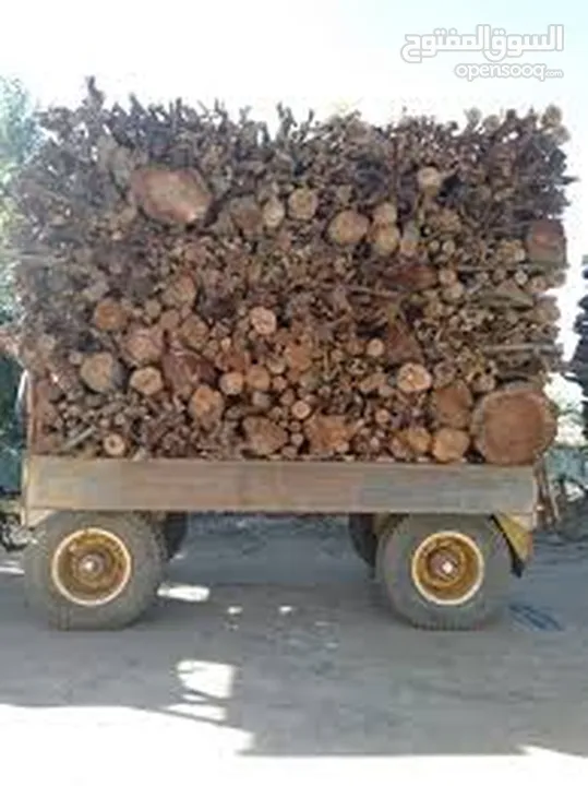 نشتري اشجار الخشب كل انواع خشب الشجر