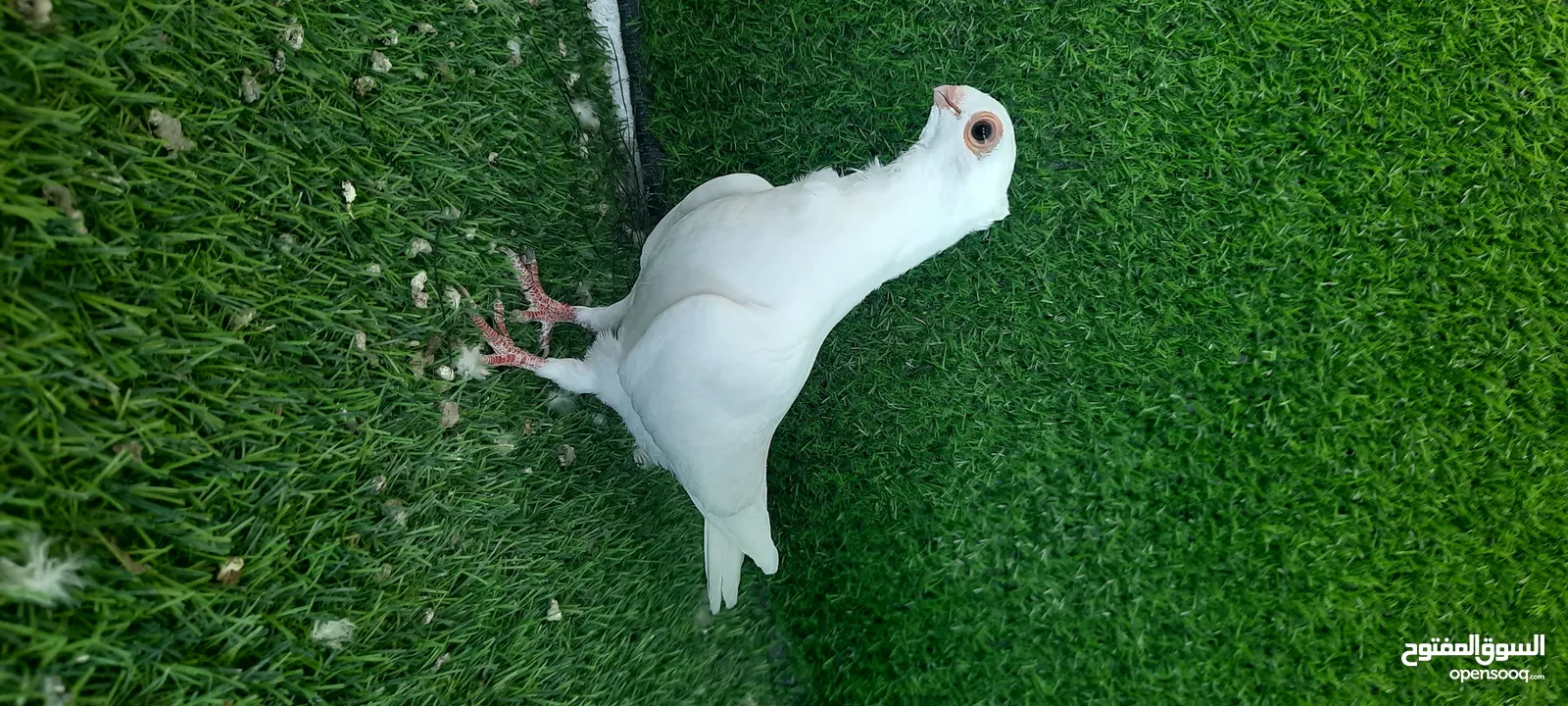 فحل وفراخ وطيره شغاله