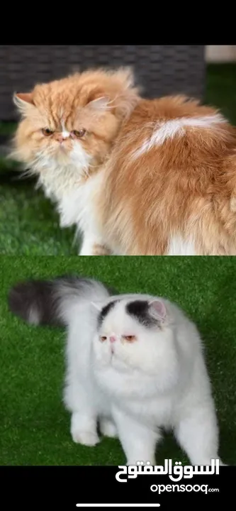 ذكر للتزاوج