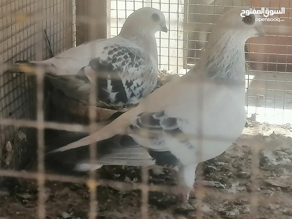 حمام للبيع