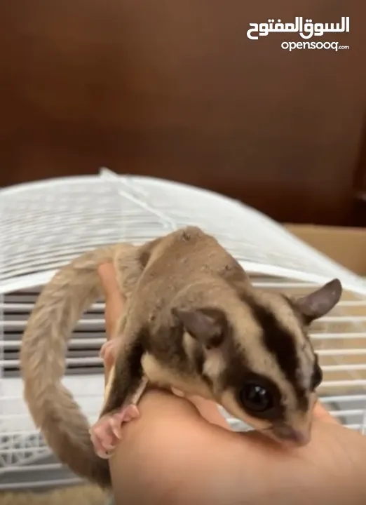 Female Sugar glider