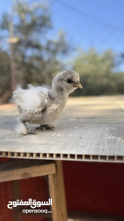 صيصان قطني وبراهمي للبيع