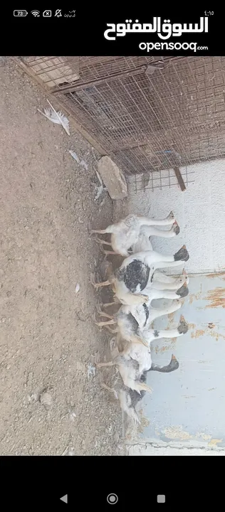 فراخ وز للبيع