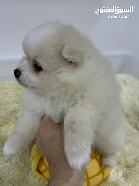 2 Months Male Pomeranian